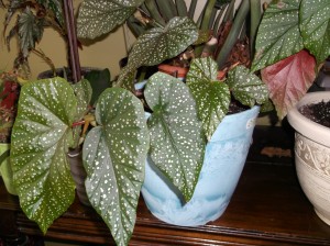 Begonia and new pot 