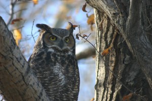 Marshall Healing owl in tree