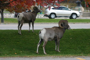 Mountain goat NatureIMG_0921