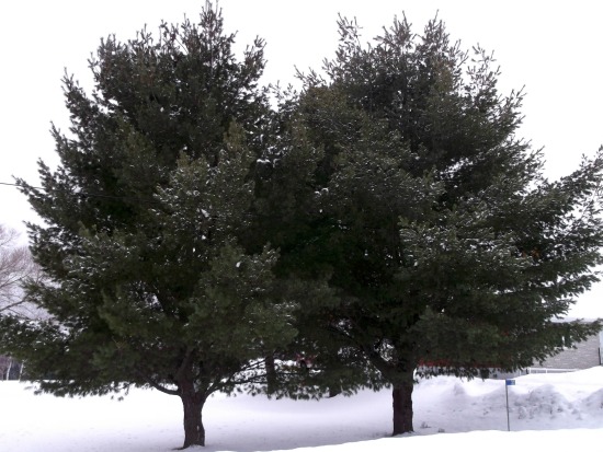 Two Pine Trees