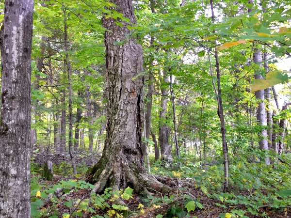 Breathing with Trees