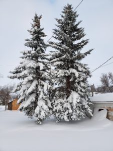 Spruce trees with snow